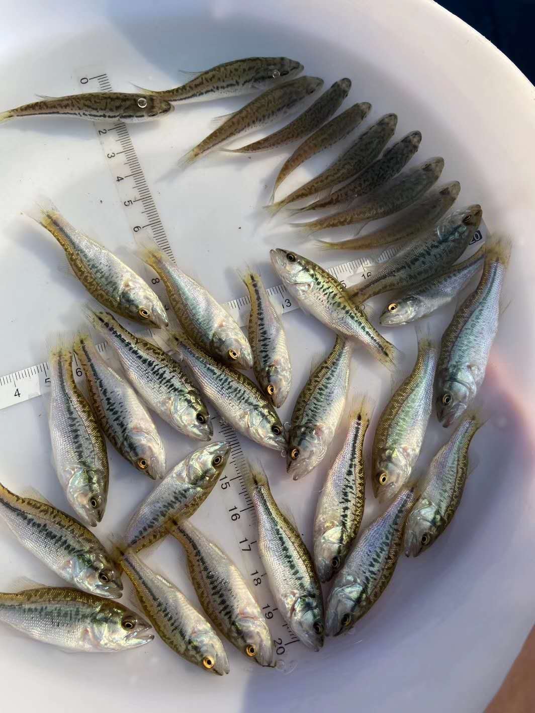 加州鲈鱼水花成活率图片