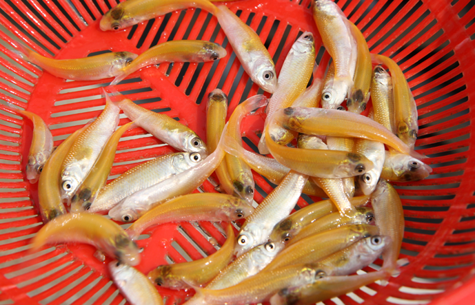 茂高俄罗斯金草鱼苗报价广西金草鱼苗批发桂林俄罗斯金草鱼苗