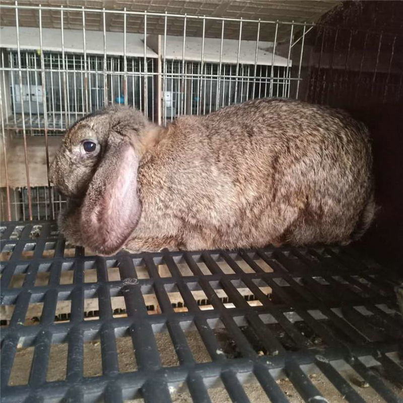 三十斤公羊兔图片