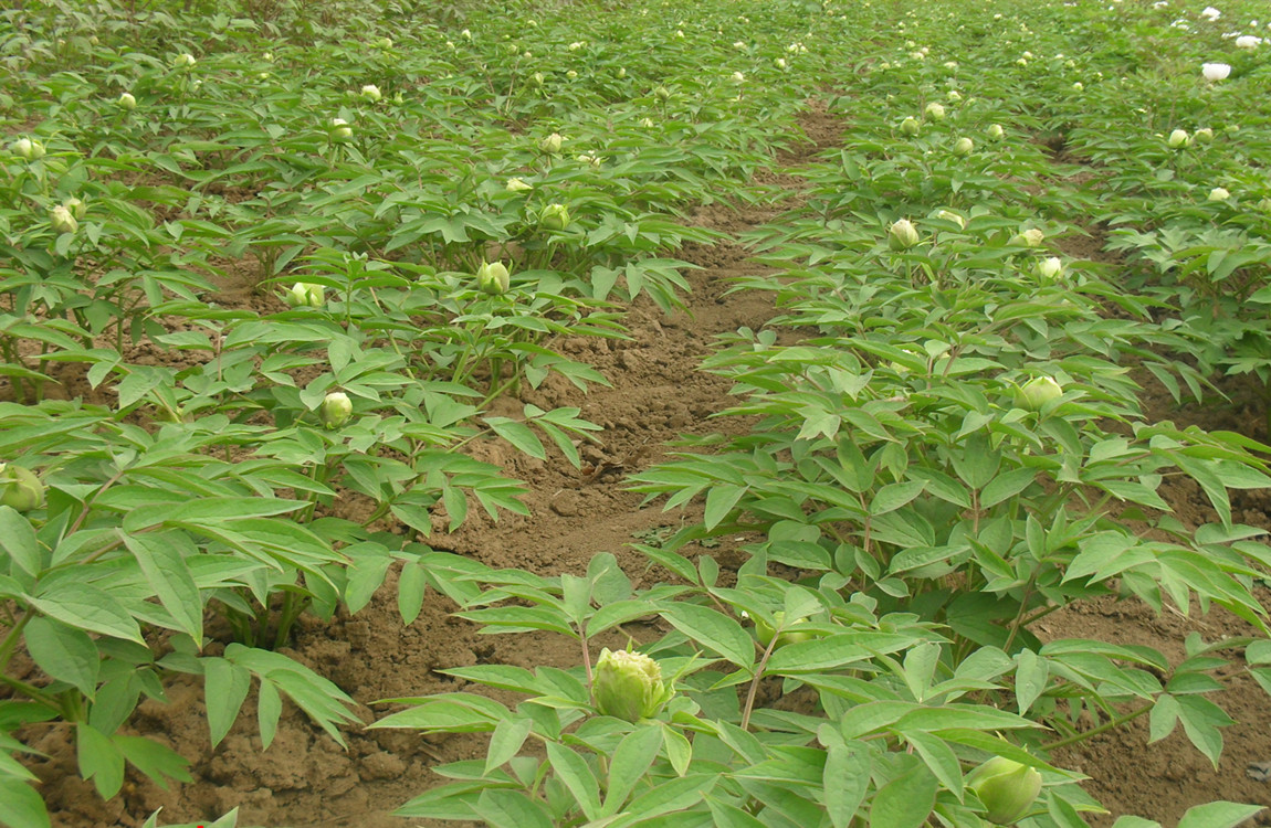 牡丹苗種植基地今年行情