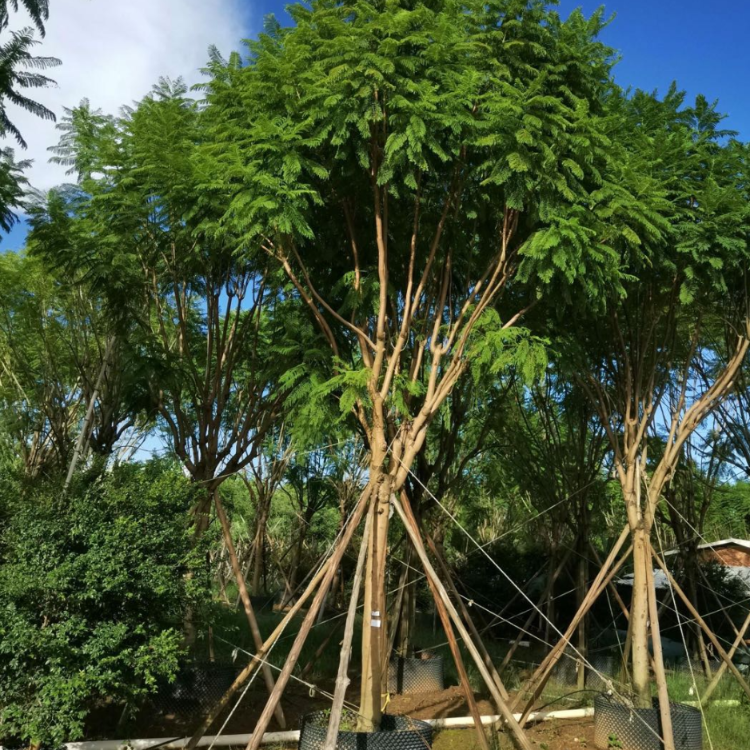 藍花楹藍花楹樹苗基地銷售綠化工程苗