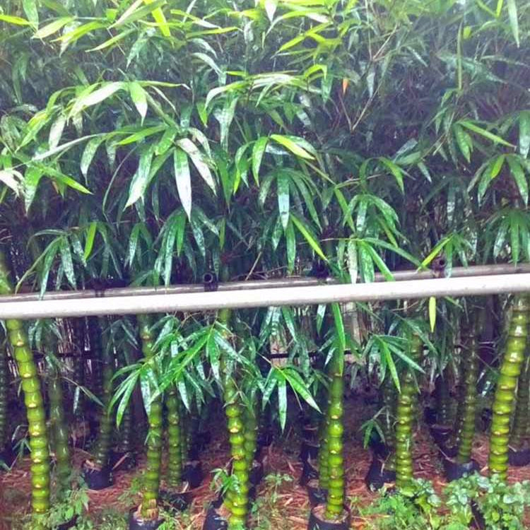 江西竹子品种图片