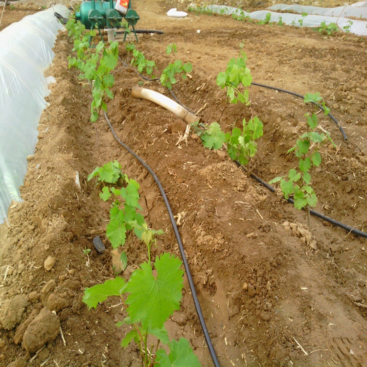 河北张家口葡萄滴灌厂家