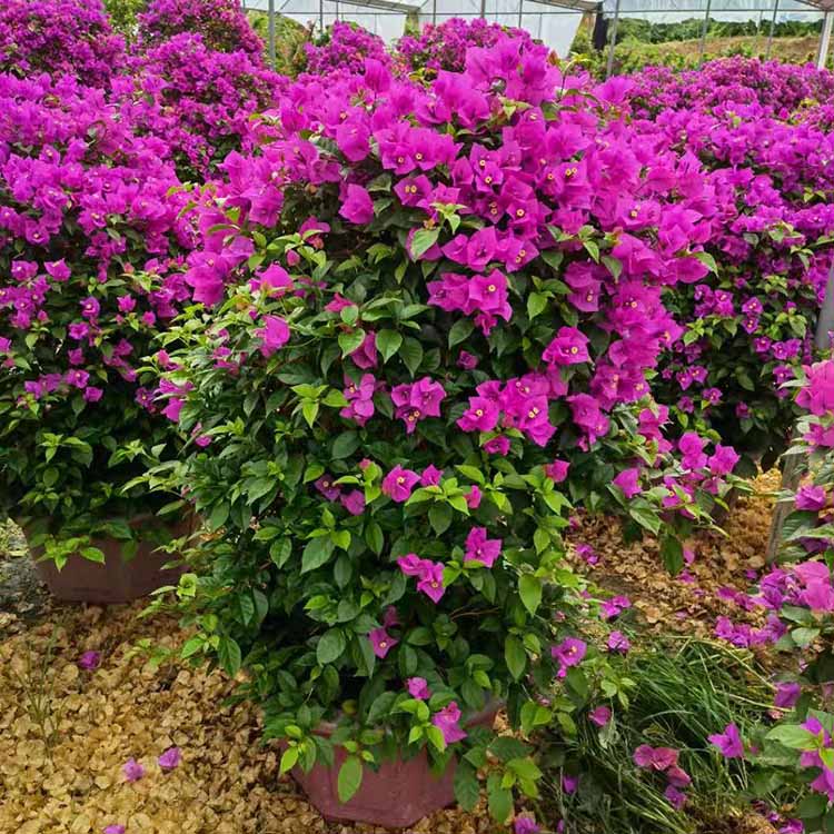 云南紫色三角梅 高度1.2-150冠90-1.2价钱150-220元 紫花勒杜鹃