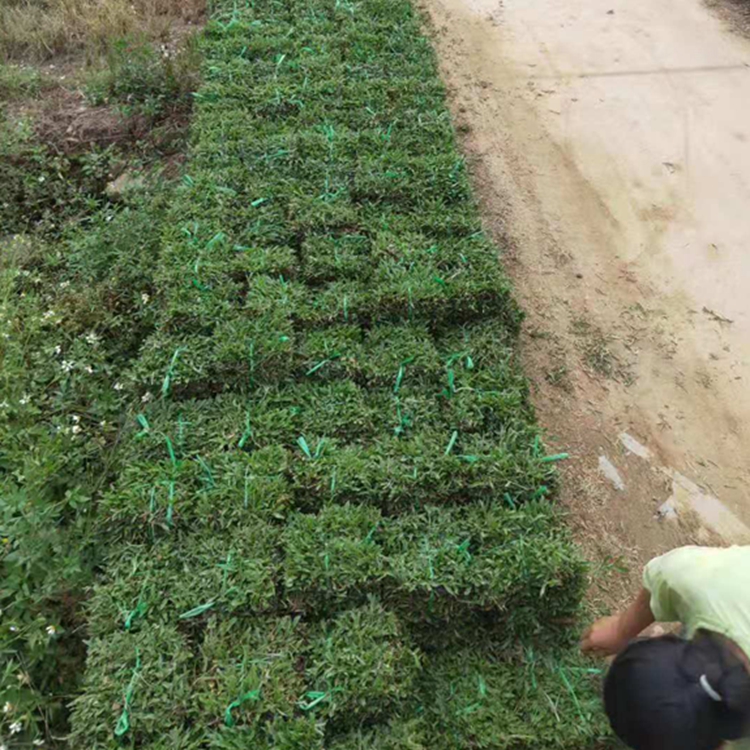 东莞大叶油草皮基地图片