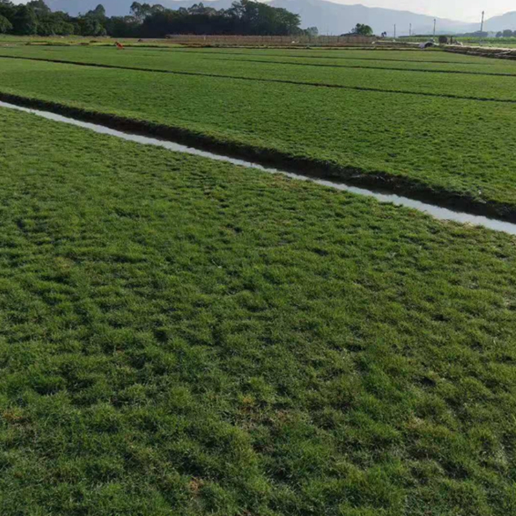 广东台湾草皮批发深圳台湾草深圳台湾草皮按捆计价