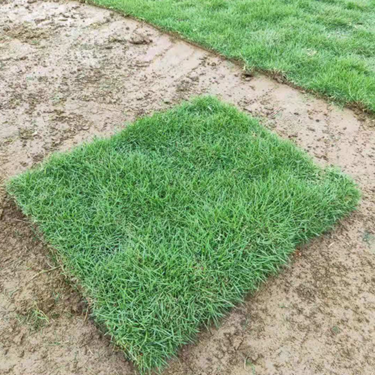 广州惜缘草场广州台湾卷草广东花都台湾卷草10030