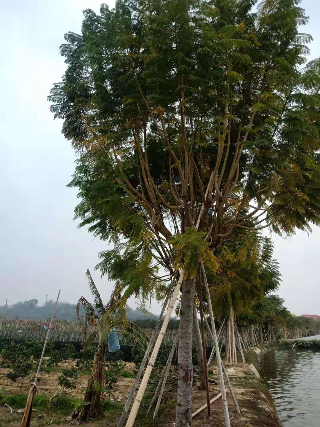 四川蓝花楹价格18公分蓝花楹价格19公分蓝花楹价格绿锦园艺