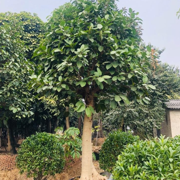 高山榕四川高山榕基地直供