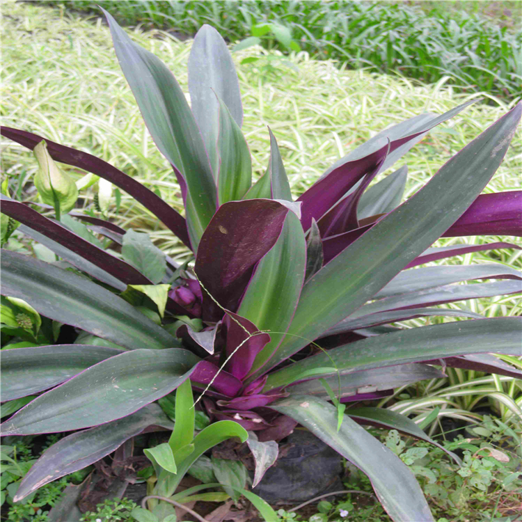 小蚌兰价格广东小蚌兰小苗花卉种植基地自产自销