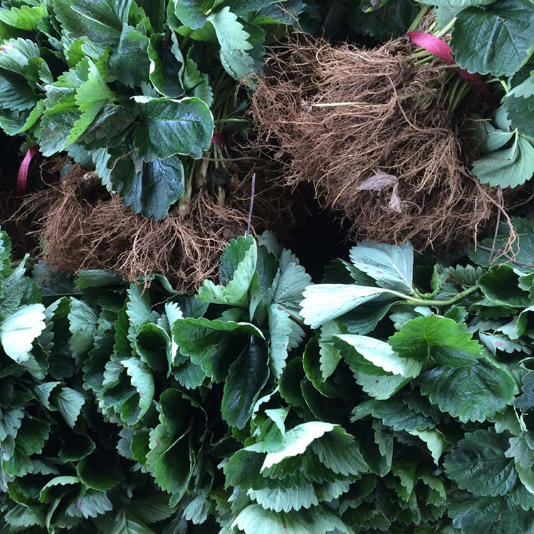草莓苗基地批发 小白草莓苗新品种 当年结果草莓苗