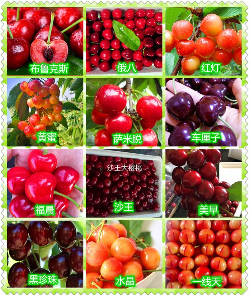 烟台樱桃苗 1-3公分嫁接大樱桃苗 樱桃苗新品种