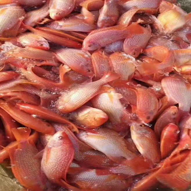 茂高广西红罗非鱼苗-广西鱼苗批发-广西加州鲈鱼苗-广西大头鱼苗