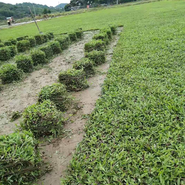 广东大叶油草皮批发茂名大叶油草茂名台湾草