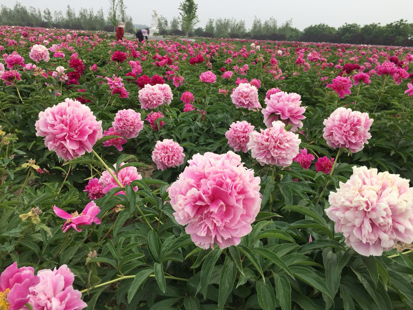 千层重瓣大花芍药花苗批发价格