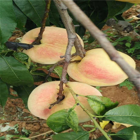 冬桃桃树苗品种嫁接桃树苗3公分桃树苗价格