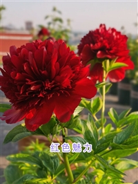 千层重瓣大花芍药花苗批发价格