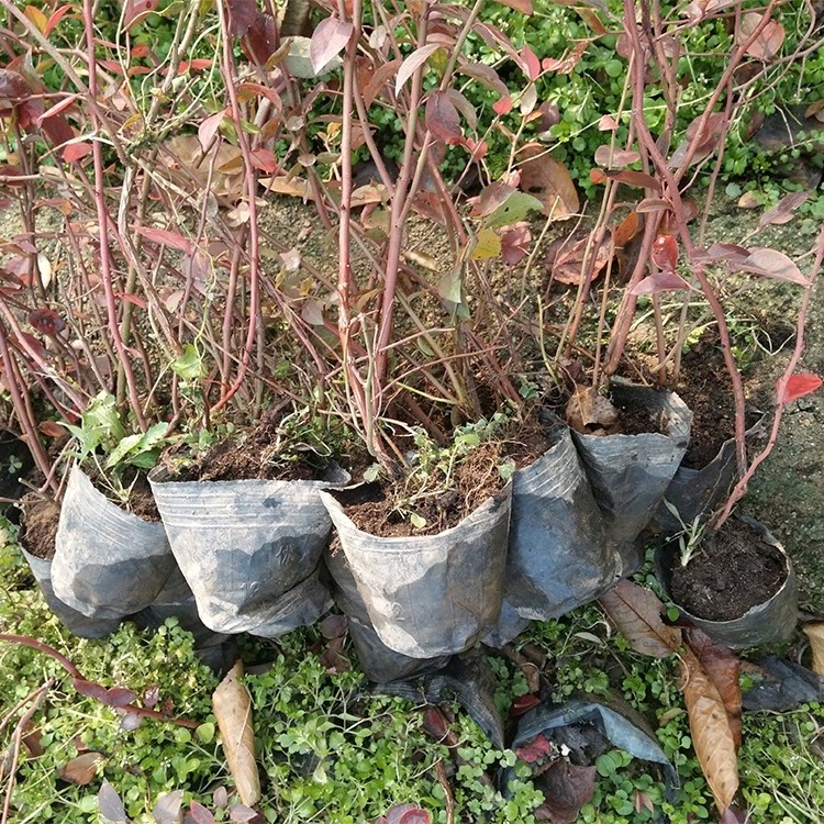 藍莓苗批發基地 2年生藍莓苗 當年結果全明星藍莓小苗 晚熟藍莓苗