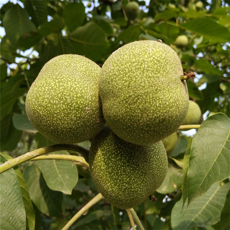 8518核桃树品种  嫁接核桃树   当年结果  核桃树丰产