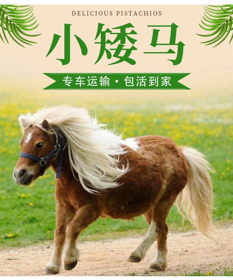 大型养马场矮马养殖基地出售景区观赏矮马