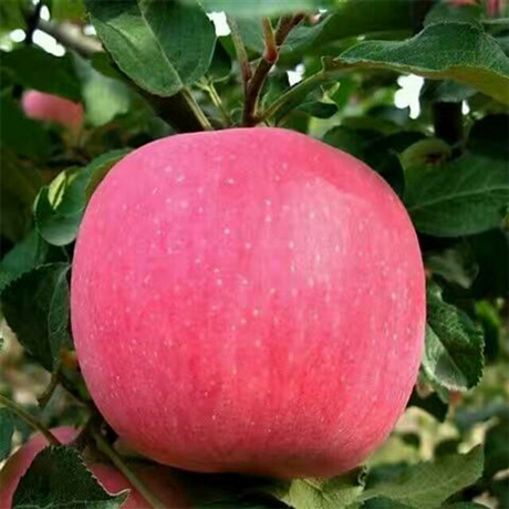煙臺紅富士蘋果苗品種   蘋果苗1公分價格   提供種植技術(shù)