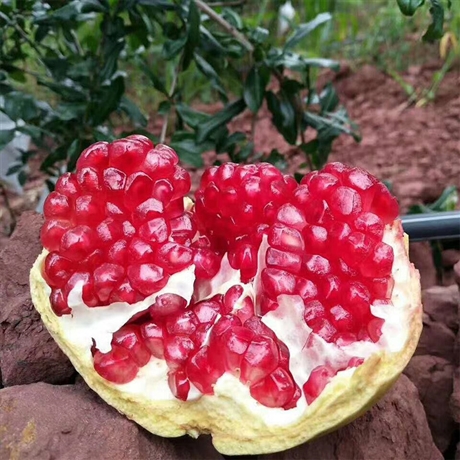泰安紅巨蜜石榴苗品種    嫁接2公分石榴苗  駿成農(nóng)業(yè)