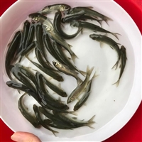 活体淡水养殖草鲩鱼苗 四大家鱼草鱼苗 草鱼苗喂养饲料