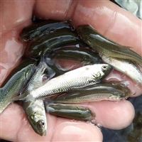 全国供应淡水草鱼鱼苗 放生鱼苗供应， 草鱼鱼苗养殖
