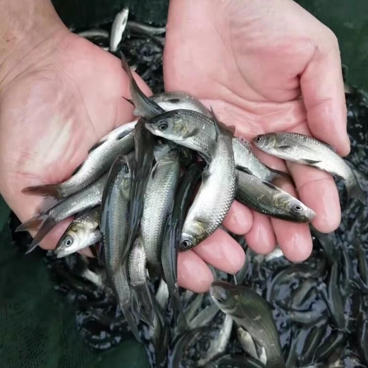 活體青魚苗 純種螺螄青魚苗供應廠家 黑鯇魚苗出售