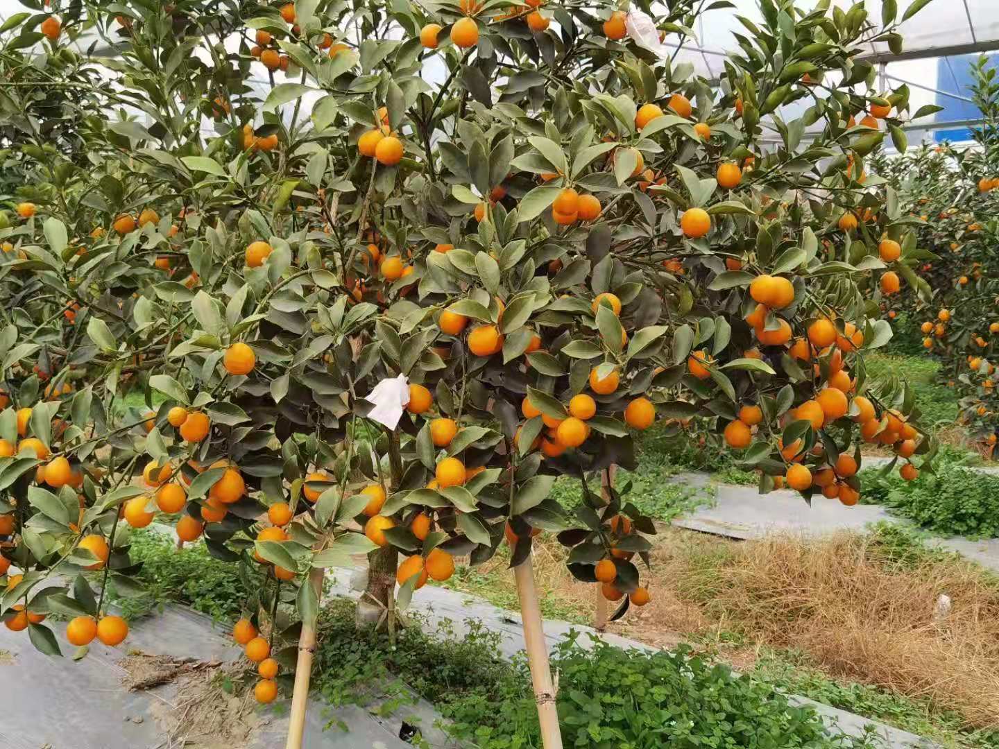 金脆柑橘树黄图片