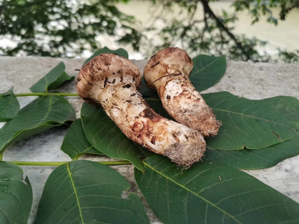 丽江松茸批发 ,香格里拉松茸,云南松茸产地价格美丽,品质保证