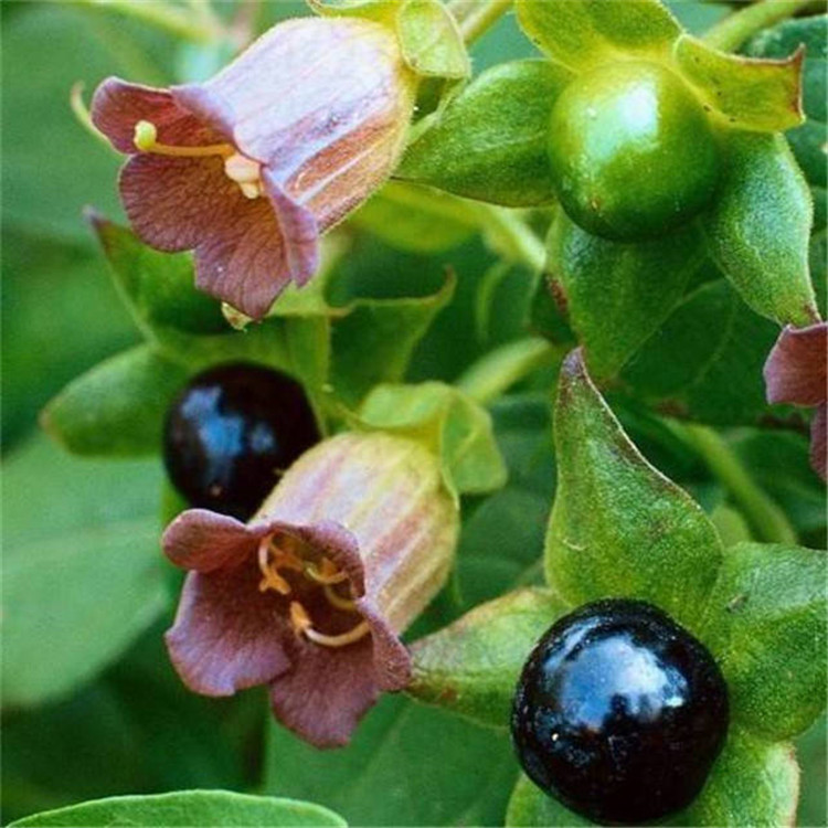 颠茄提取物 植物萃取水溶性浓缩粉 喷雾干燥 库存供应