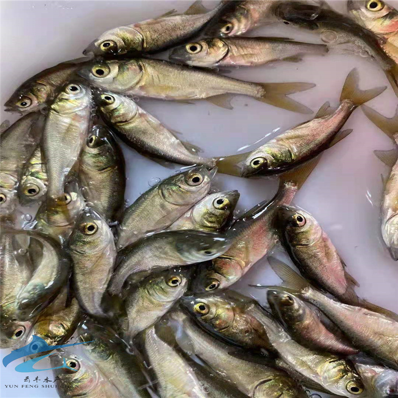 生长快金色鳙鱼苗十堰鲜活大头鱼苗