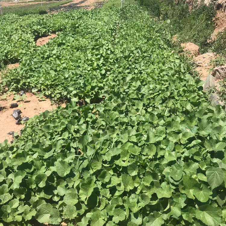 培育蜀葵苗批发蜀葵花价格美丽远森蜀葵种植基地