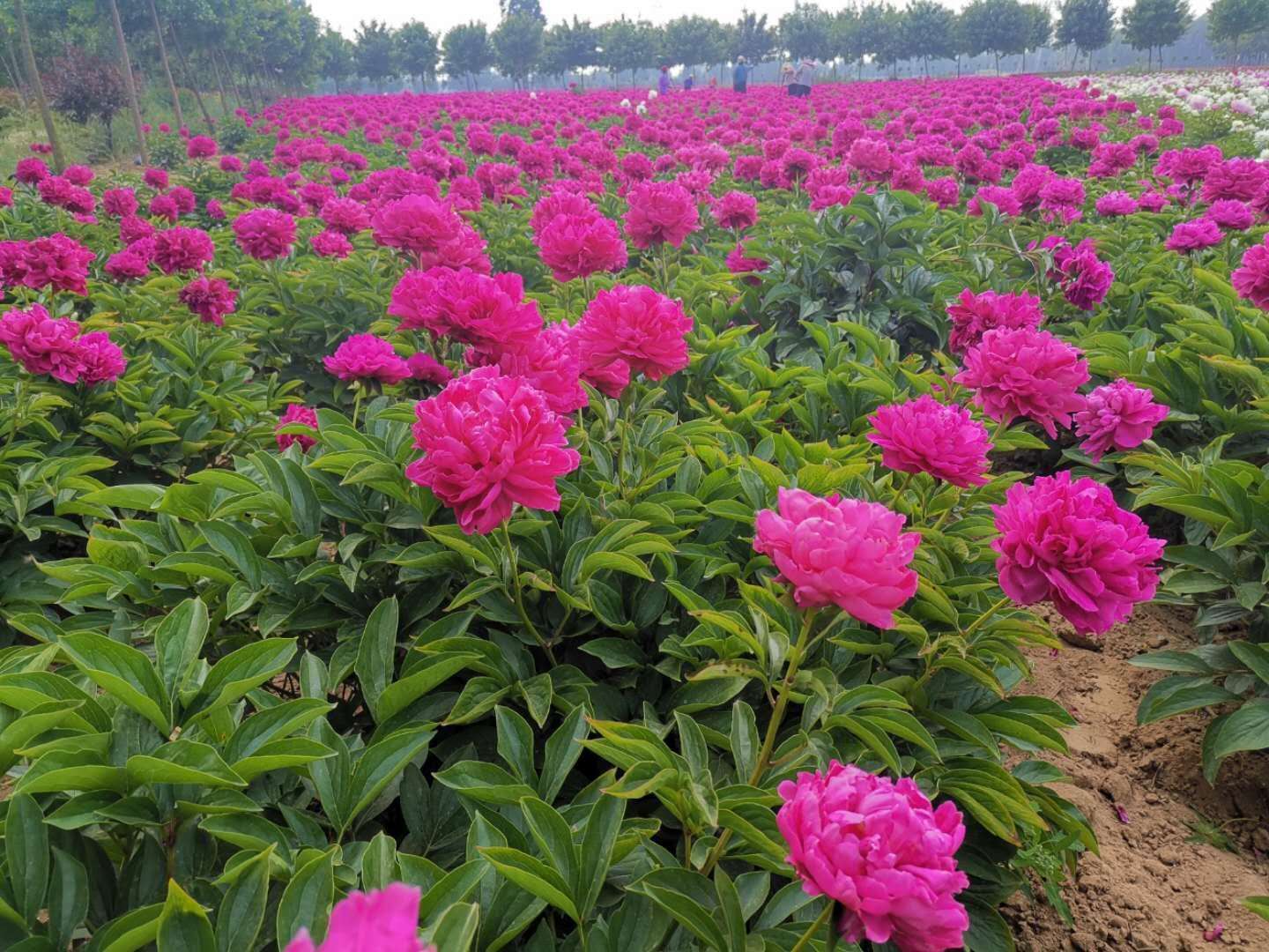 芍药鲜切花山东切花芍药观赏芍药花种植