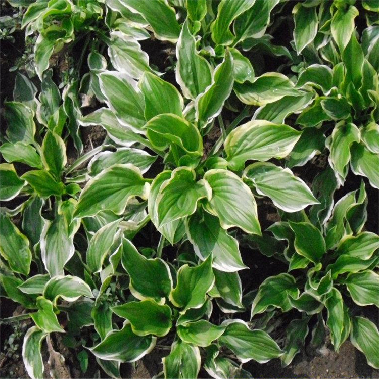 基地出售金边玉簪120杯苗园林景观建设用草花