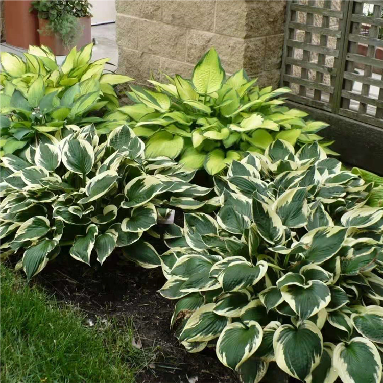 基地出售金边玉簪120杯苗园林景观建设用草花