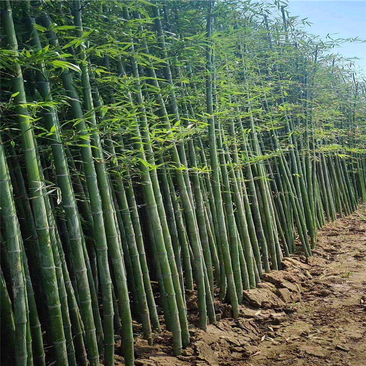 批發剛竹福建剛竹價格綠欣苑歡迎實地考察