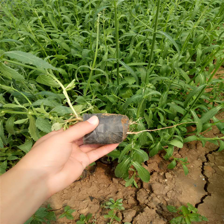 北京地区马鞭草小苗柳叶马鞭草种苗推荐咨询