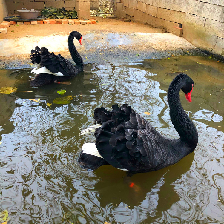 厂家供应黑天鹅蛋 黑天鹅苗价格 观赏黑天鹅养殖