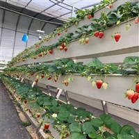 草莓立体种植槽设备 立体栽培架子