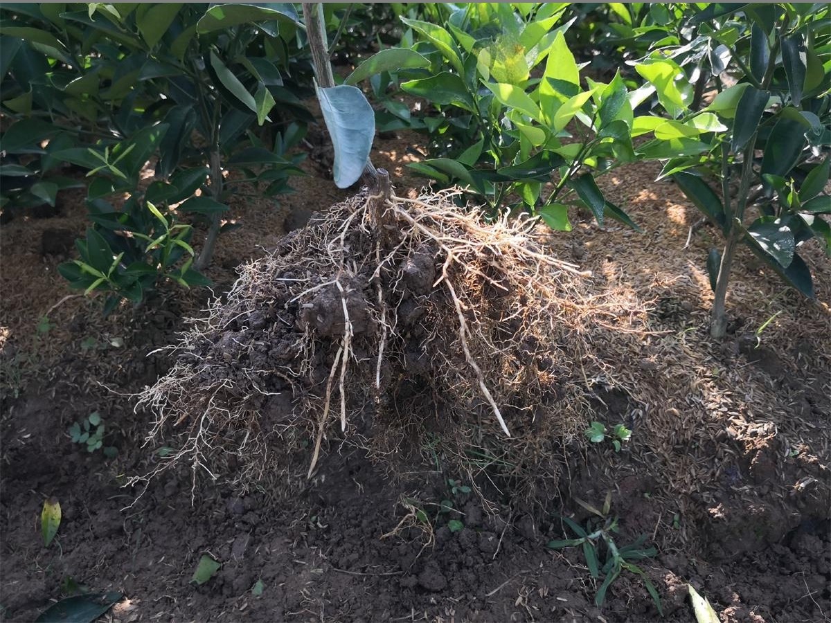 公司果树苗木基地直供:千思5号香橙,爱莎(又名爱沙),华美系列部分品种