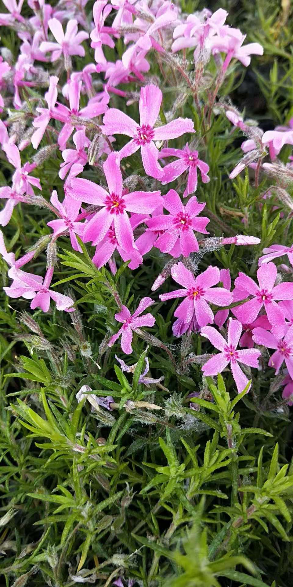 芝樱绿化苗花海用苗小区绿化地被宿根福禄考