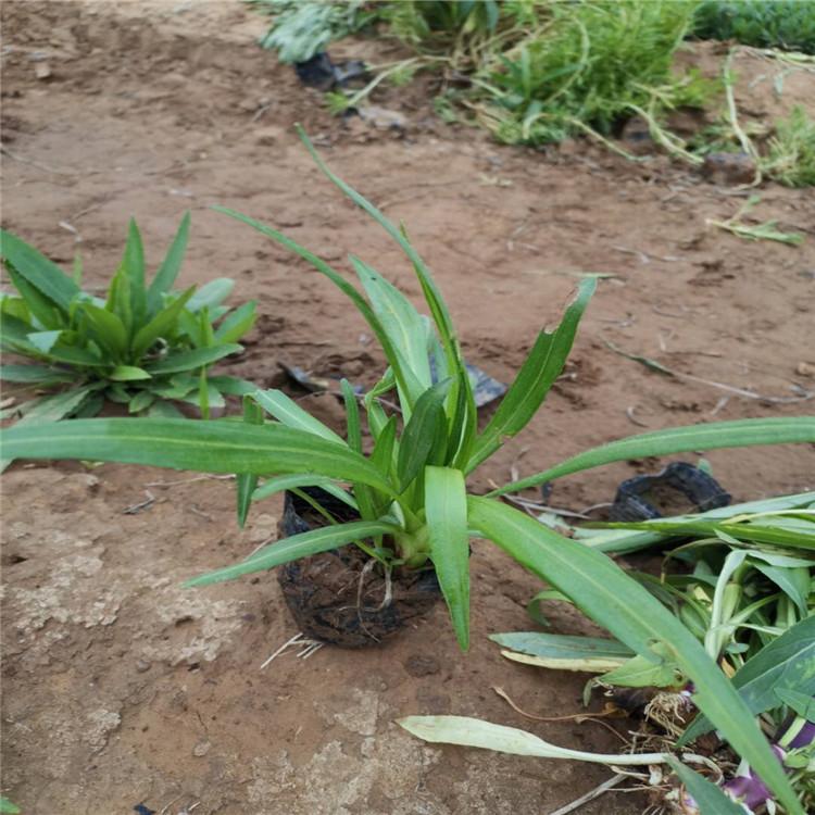 旭驰 蛇鞭菊供应商 售卖蛇鞭菊小苗 价格低 质量优