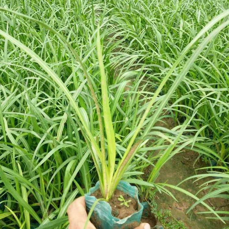 批发蛇鞭菊幼苗 旭驰 蛇鞭菊供应商 来电详询