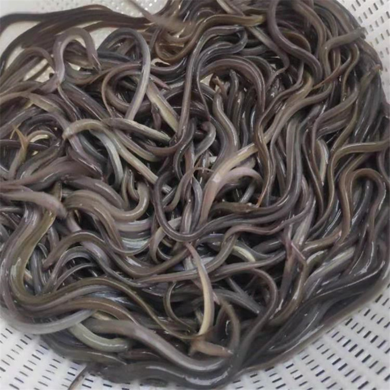 忻州花鳗鱼苗白鳗鱼苗多种规格