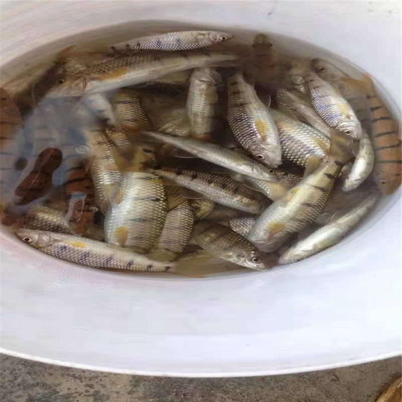 晋中35厘米石斑鱼苗新品上市光唇鱼苗