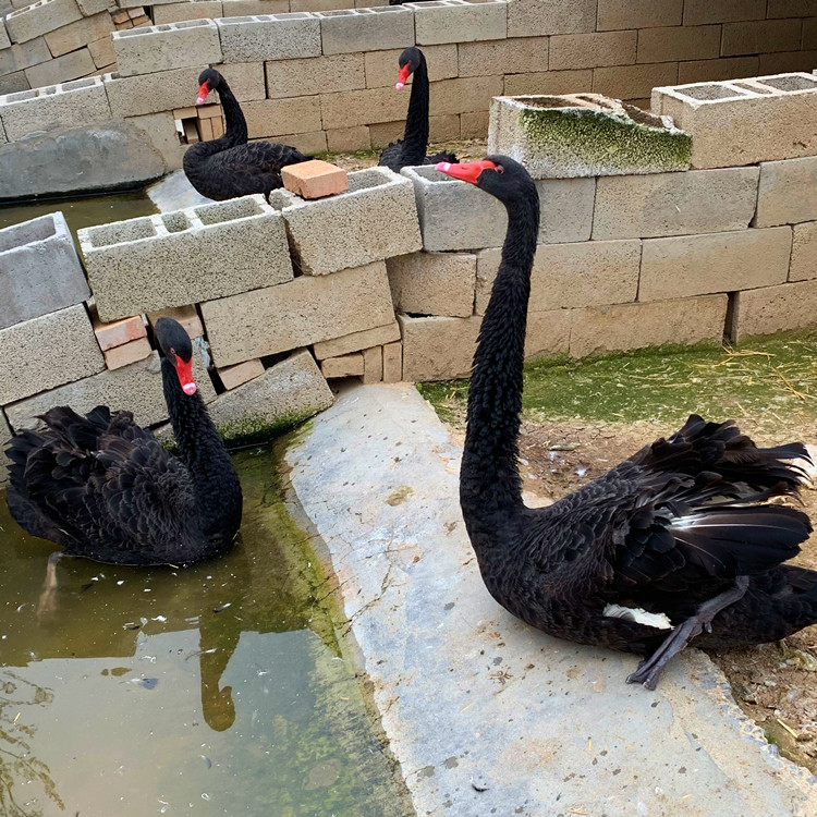 廠家供應黑天鵝蛋 黑天鵝苗價格 觀賞黑天鵝養殖