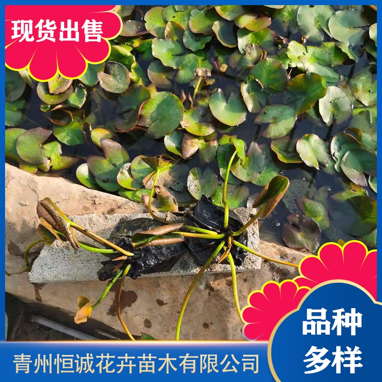 青州睡莲种植基地恒诚批发睡莲苗子质量优