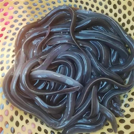 汕头欧洲鳗鱼苗纯种高产黑鳗鱼苗